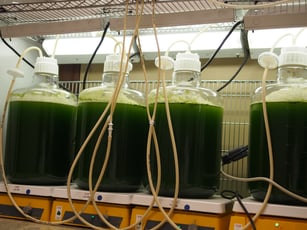 mini photo bioreactor for algae