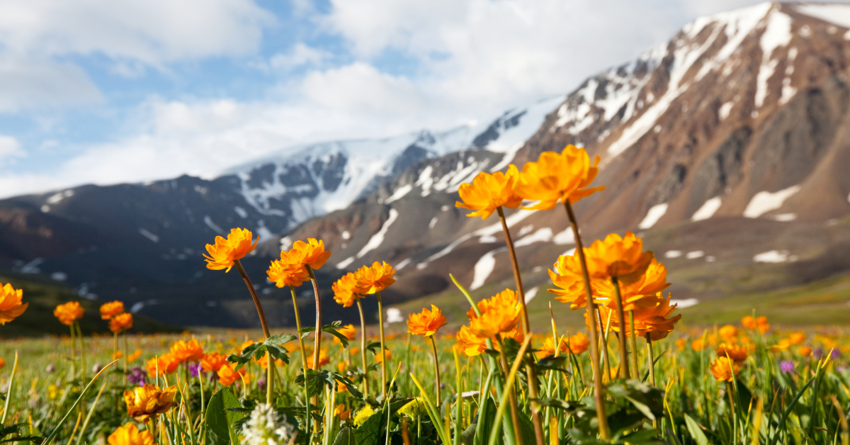 Yellow flowers in the foreground, snow capped mountains in the background